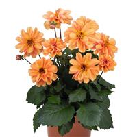 Revelation Soft Orange Dahlia