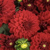 Virtuoso Classy Carmine Dahlia