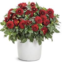 Virtuoso Classy Carmine Dahlia
