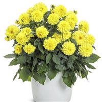 Virtuoso Dayglo Yellow Dahlia
