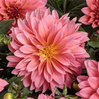 Virtuoso Pinkerific Dahlia