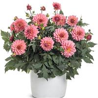 Virtuoso Pinkerific Dahlia