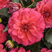 Virtuoso Rad Raz Dahlia