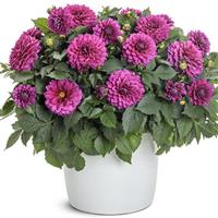 Virtuoso Vibrant Violet Dahlia