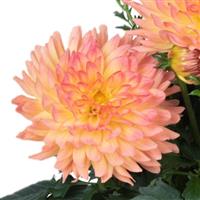 XXL Sunrise Dahlia