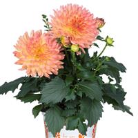 XXL Sunrise Dahlia