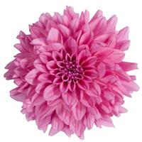 XXL Cozumel Dahlia