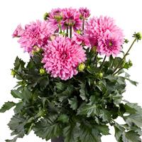 XXL Cozumel Dahlia