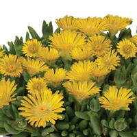 Delosperma King of Desert Gold