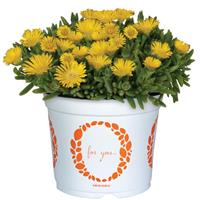 Delosperma King of Desert Gold