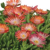 Delosperma King of Desert Peach