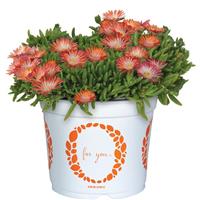 Delosperma King of Desert Peach