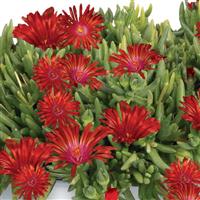 Delosperma King of Desert Red