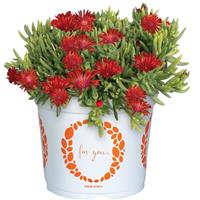 Delosperma King of Desert Red
