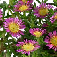 Delosperma Sandgem Fuchsia