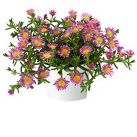 Delosperma Sandgem Fuchsia