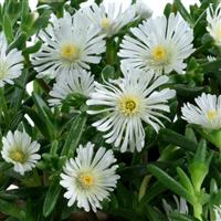 Delosperma Sandgem White
