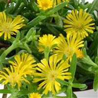 Delosperma Sandgem Yellow