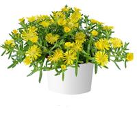 Delosperma Sandgem Yellow