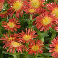 Delosperma Sandgem Dark Orange