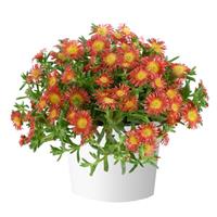 Delosperma Sandgem Dark Orange
