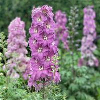 Delphinium New Zealand Mini Pinks
