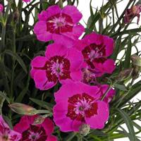 Dianthus Cliff Pink Spot