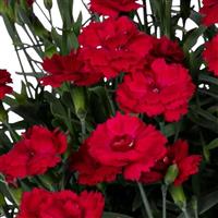 Dianthus Cliff Red Spot