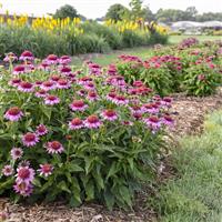 Echinacea Double Coded Everything's Rosy