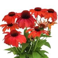Echinacea Guatemala Papaya
