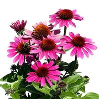 Echinacea Panama Rose