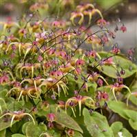 Epimedium Dream Catcher