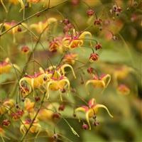 Epimedium Jester's Hat