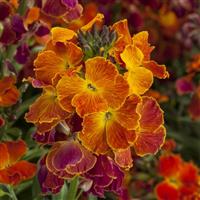 Erysimum Erysistible Fire