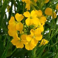 Erysimum Sunstrong Yellow
