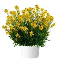 Erysimum Sunstrong Yellow