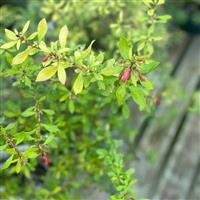 Golden Carpet Escallonia