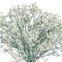 Euphorbia Diamond Snow