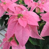 Princettia Queen™ Shell Pink Euphorbia