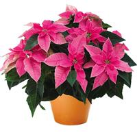 Princettia Queen™ Hot Pink Euphorbia