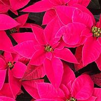 Princettia Queen™ Rose Punch Euphorbia