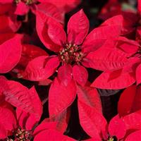 Princettia<sup>®</sup> Pure Red Euphorbia
