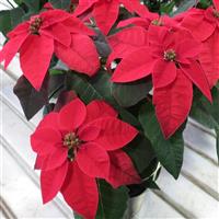 Princettia<sup>®</sup> Pure Red Euphorbia