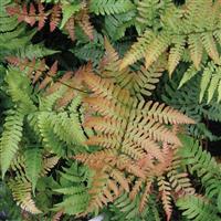 Fern Dryopteris Autumn