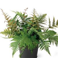Fern Dryopteris Autumn
