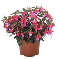 Ballerina Pique Fuchsia