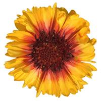 Gaillardia SpinTop Red Starburst