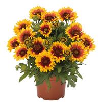 Gaillardia SpinTop Red Starburst