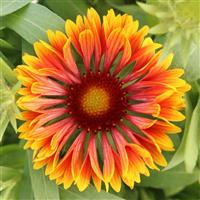 Gaillardia SpinTop Mariachi Copper Sun