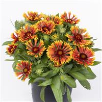 Gaillardia SpinTop Mariachi Copper Sun